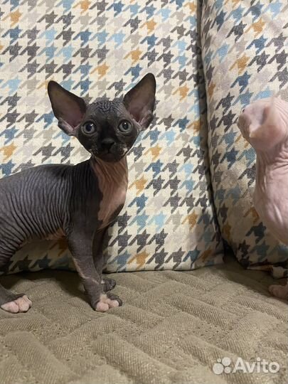 Котики сфинксы