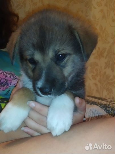 Щенки в добрые руки