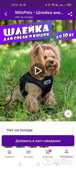 Спортивный костюм для собачки