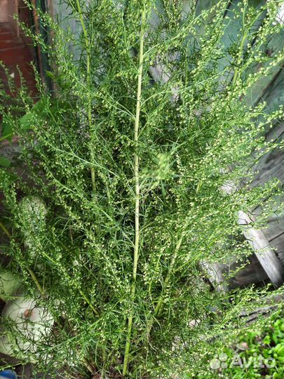 Монастырское дерево