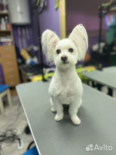 Грумер стрижка собак