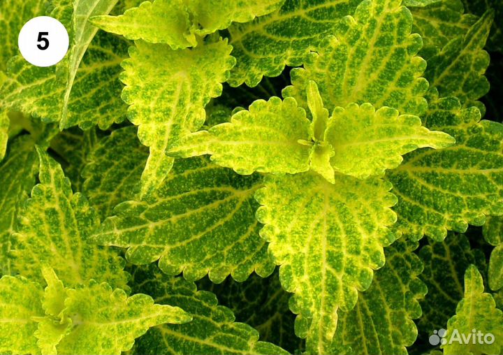 Колеусы сортовые и вегетативные