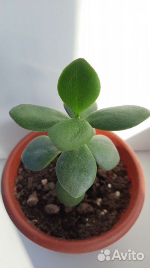 Крассула много