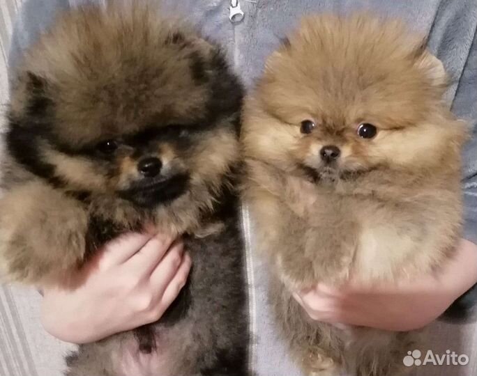 Продаются щенки померанского шпица