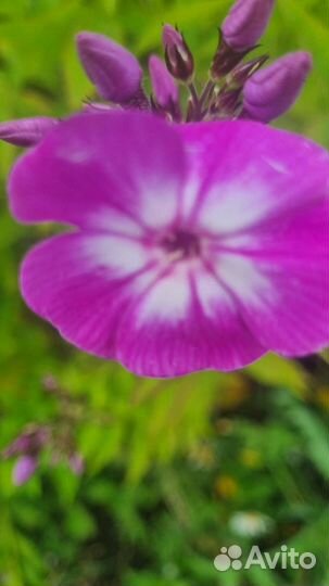 Флоксы многолетние