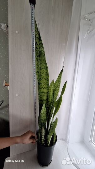 Сансевиерия зейланика