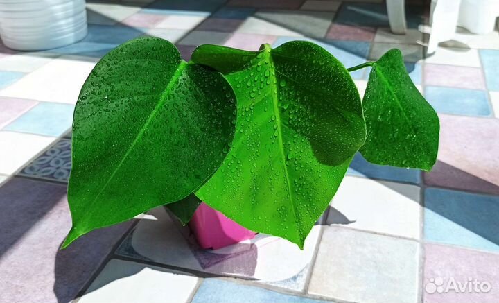 Монстера Крупные комнатные растения