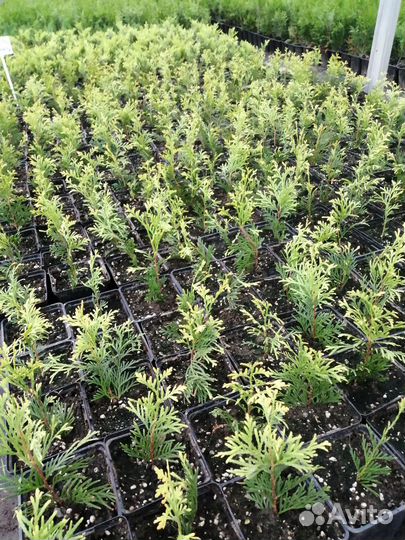 Саженцы туи янтарь