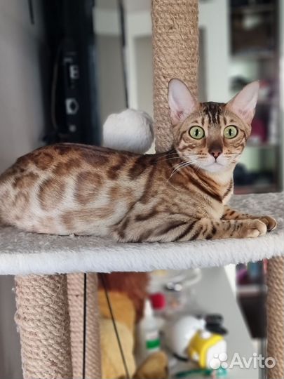 Бенгальская кошка