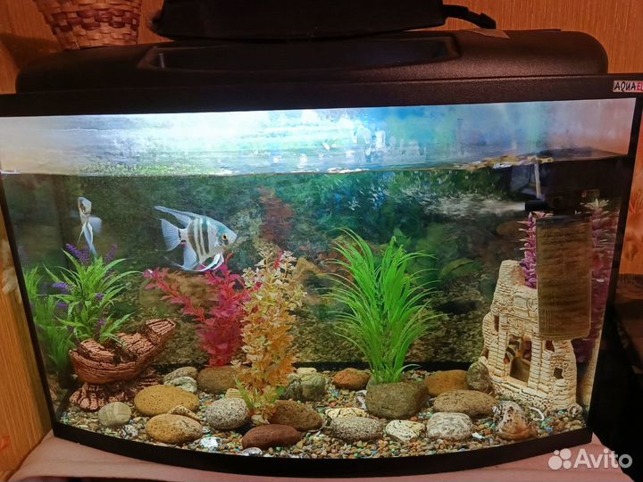 Аквариум со всем содержимым