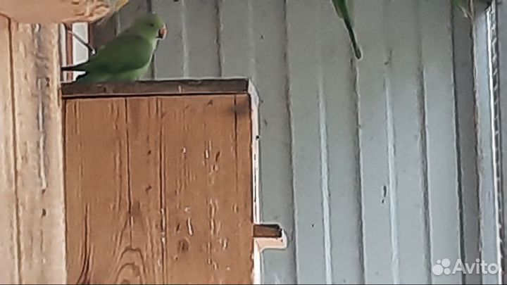 Ожереловый попугай