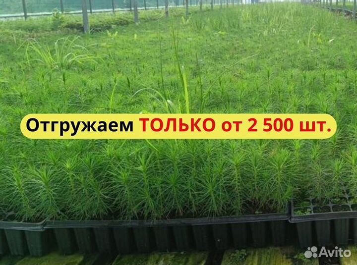 Сеянцы сосны обыкновенной зкс от производителя
