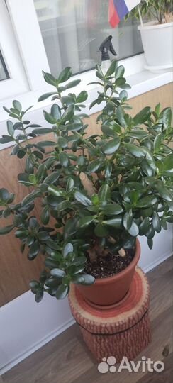 Толстянка (денежное дерево)