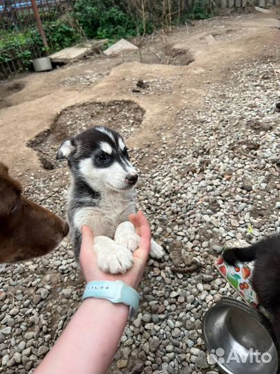 Лайка с хаской помесь