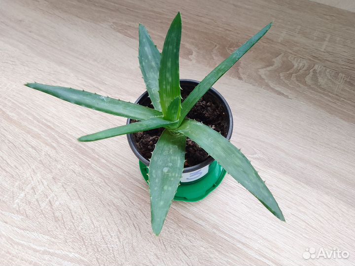 Алоэ и толстянка