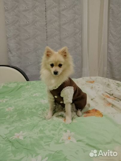 Вязка собак шпиц