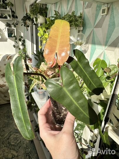 Филодендрон Билли минт/серо-голубой