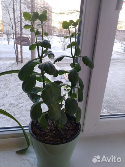 Пальма, каланхоэ и др