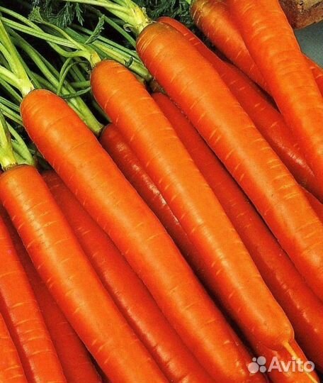 Морковь без сердцевины Суперсладкая
