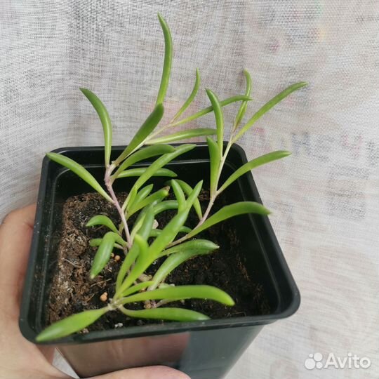 Оттона мясистая