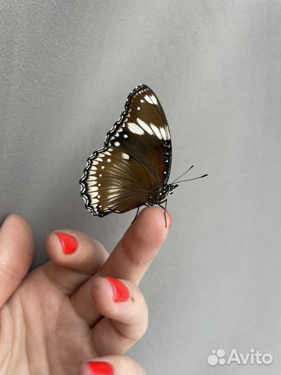 Ферма бабочек и живые бабочки