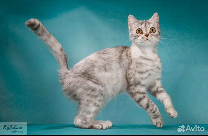 Шотландцы подростки