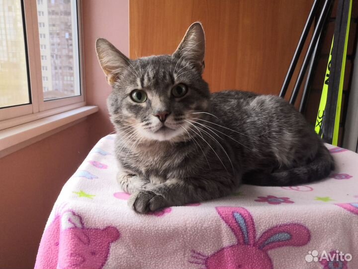 Кот в добрые руки