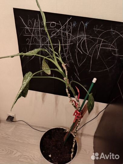 Диффенбахия