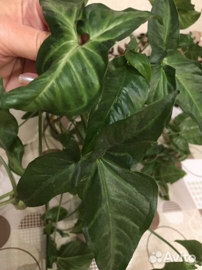 Сингониумы сортовые