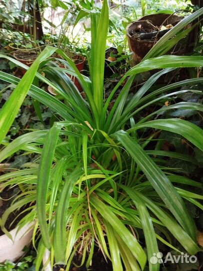 Панданус(Винтовая пальма)