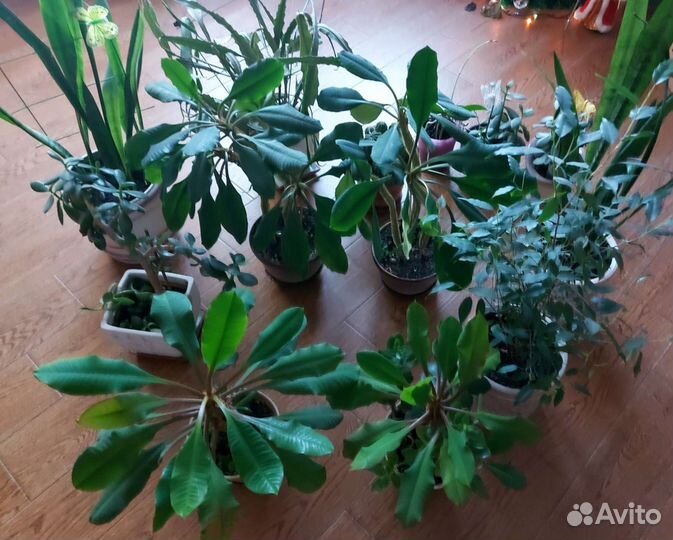 Домашнме цветы разные Денежное дерево Толстянка