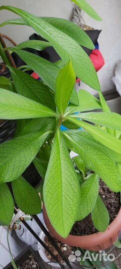 Синадениум