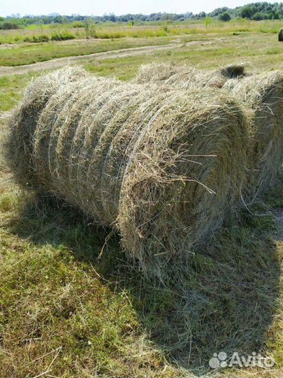 Сено в тюках и рулонах 2023г от заготовителя