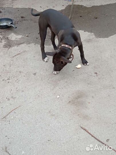 Собака питбуль