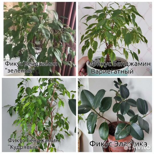 Комнатные цветы черенки