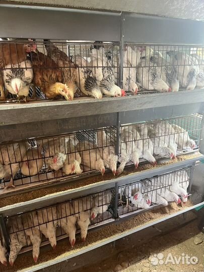 Молодые петушки