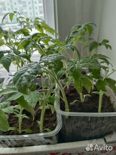 Рассада помидор