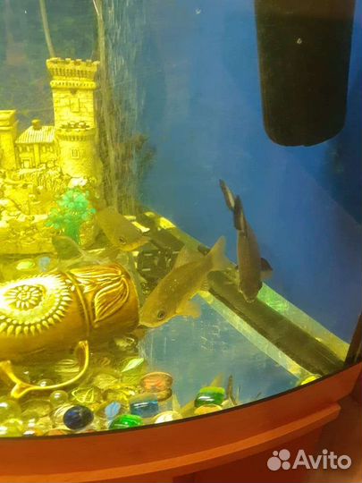 Аквариум juwel с тумбой угловой