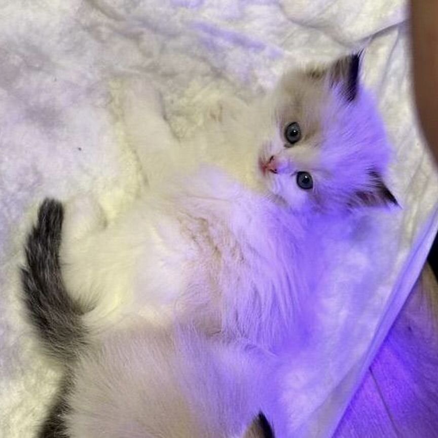 Рэгдолл котенок девочка биколор ragdoll