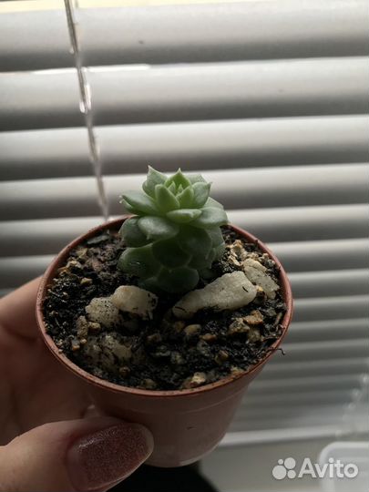 Каменная Роза (эхеверия)