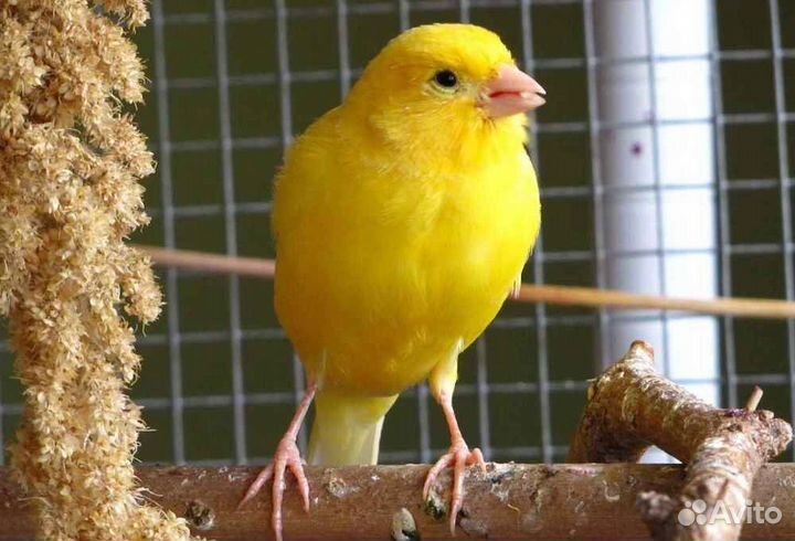 Кенар поющий