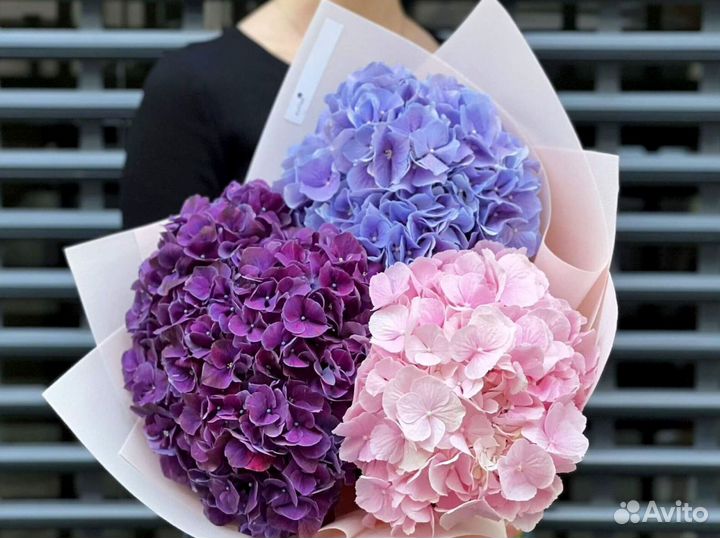 Гортензии с гарнтией и доставкой