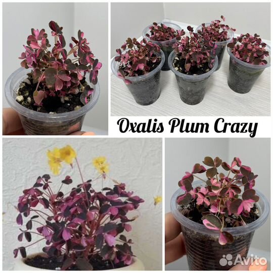 Оксалис (Кислица) разных сортов