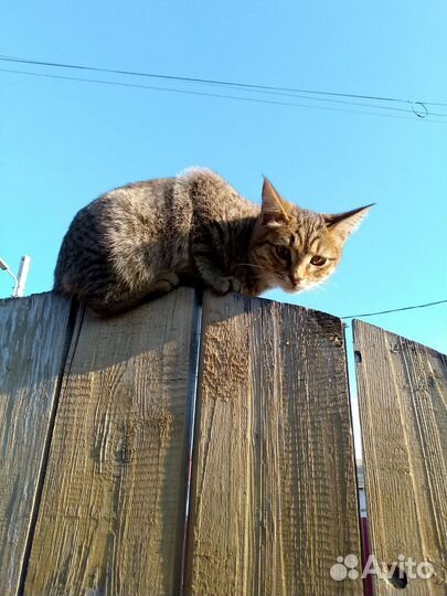 Февральская кошечка Малышка