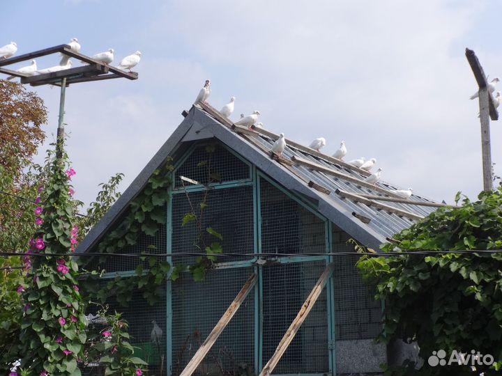 Продажа голубей