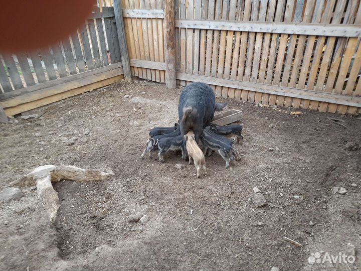 Венгерская мангалица