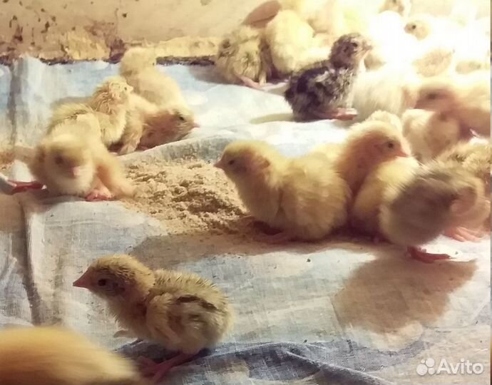 Перепелята