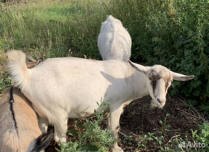 Козлики, козочки