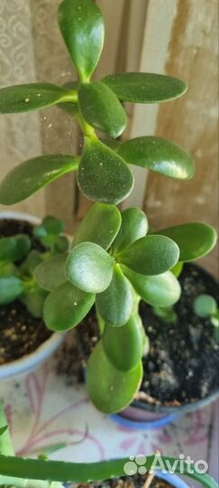 Комнатные цветы