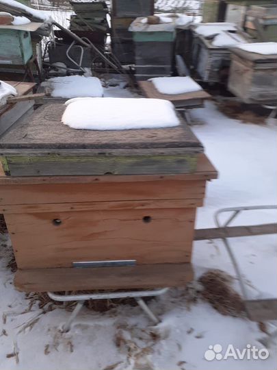 Ульи с пчелами